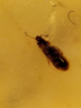 Ámbar Fósil con Insecto Cretácico