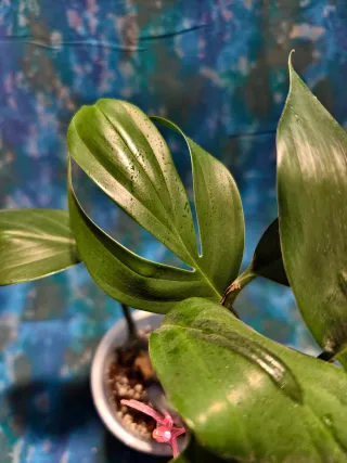 Raphidophora decursiva