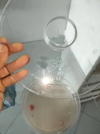 Germogliatore Toraf 4 ripiani