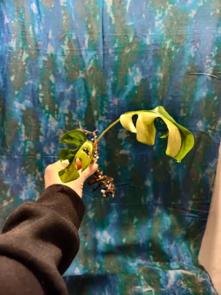 Oferta! Raphidophora Tetrasperma Variegada