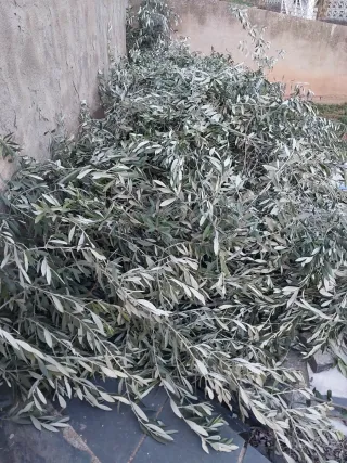 Regalo ramas de olivo