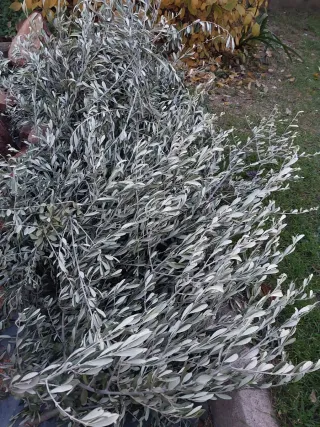 Regalo ramas de olivo