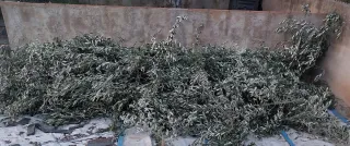 Regalo ramas de olivo