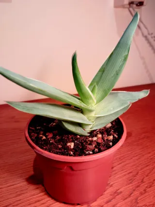 Planta.Aloe Striata.