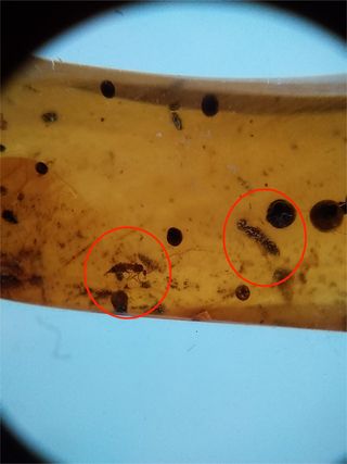 Ámbar Fósil con Insecto Cretácico