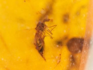 Ámbar Fósil con Insecto Cretácico