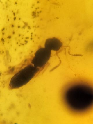 Ámbar Fósil con Insecto Cretácico