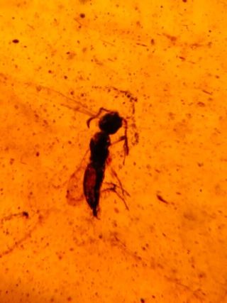 Ámbar Fósil con Insecto Cretácico