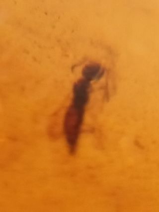 Ámbar Fósil con Insecto Cretácico