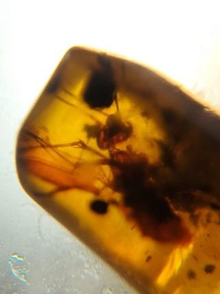 Ámbar Fósil con Insecto Cretácico