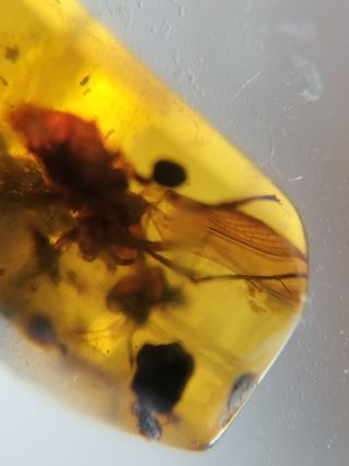Ámbar Fósil con Insecto Cretácico