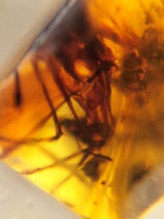 Ámbar Fósil con Insecto Cretácico