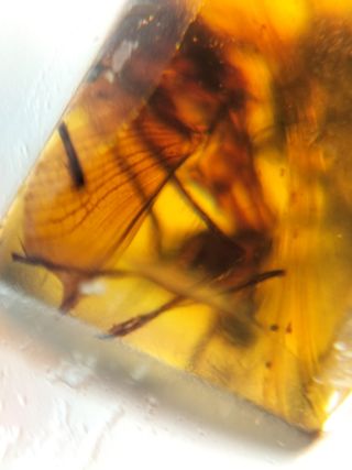Ámbar Fósil con Insecto Cretácico