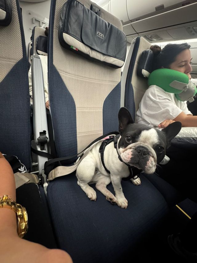 Certificado Perro de Servicio Internacional