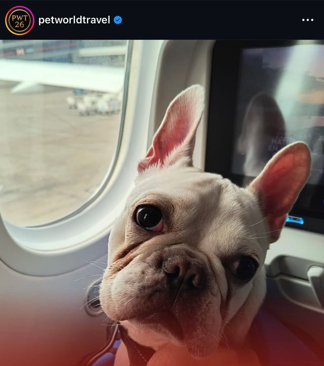 Certificado Perro de Servicio Internacional