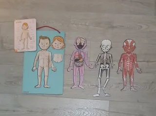 Juego magnético Janod Bodymagnet cuerpo humano