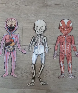 Juego magnético Janod Bodymagnet cuerpo humano