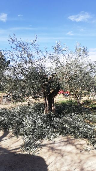 Se podan oliveras