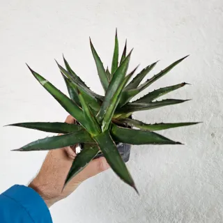 Agave lophanta latifolia planta