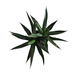 Agave lophanta latifolia planta