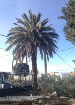 PODAS Y TALAS + RETIRADA MEGA BARATA