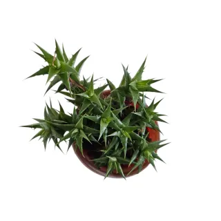 Bromelia Deuterocohnia Lorentziana