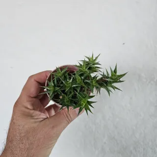 Bromelia Deuterocohnia Lorentziana