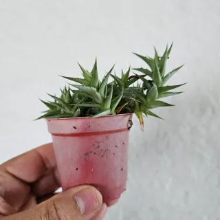 Bromelia Deuterocohnia Lorentziana