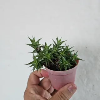 Bromelia Deuterocohnia Lorentziana