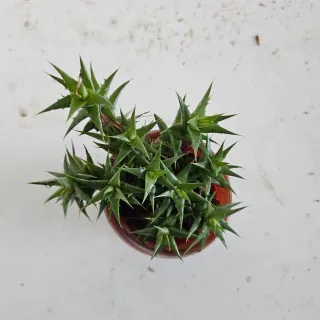 Bromelia Deuterocohnia Lorentziana