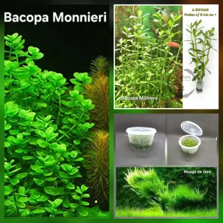 Pack 26x | 8 Espécies plantas aquario.