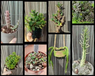 Raccolta di cactus, piante grasse e vasi