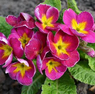Primula “Primavera viva” – Perenne & Generosa