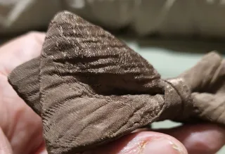 Pajarita Inalgar Marrón y Dorada