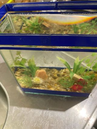 Acuario decorado 6 lados