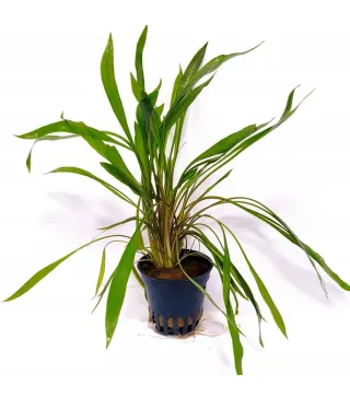 Cryptocoryne spiralis red pink - Planta acuática