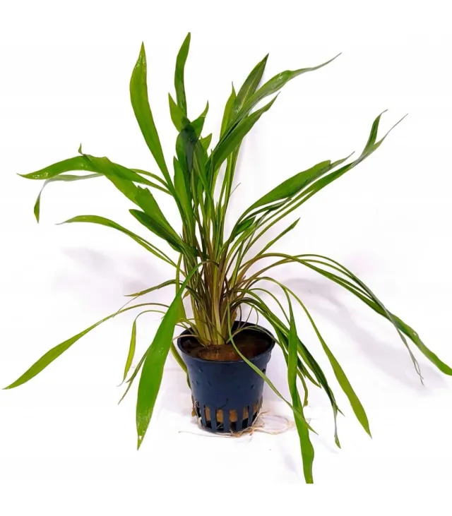 Cryptocoryne spiralis red pink - Planta acuática