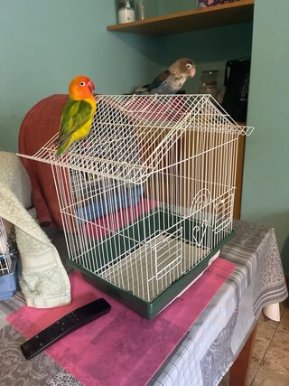 Gabbia per uccelli bianca e verde