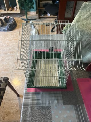 Gabbia per uccelli bianca e verde