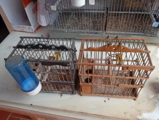 Gabbie per uccelli (nere e marroni)