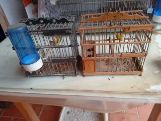 Gabbie per uccelli (nere e marroni)