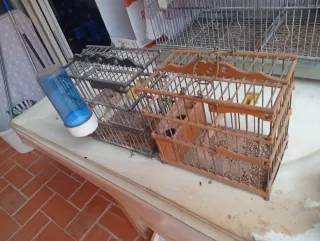 Gabbie per uccelli (nere e marroni)