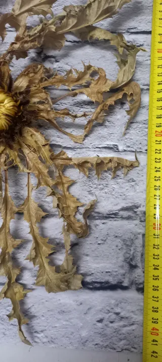 Eguzkilore Natural 38x40cm