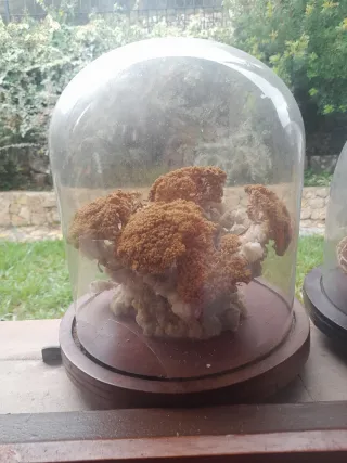 2 Urnas de Cristal Antiguas