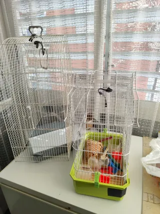 Gabbie per uccelli grandi e medie