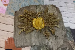 Llamativo eguzkilore natural sobre madera vieja