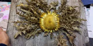 Llamativo eguzkilore natural sobre madera vieja