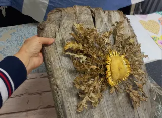 Llamativo eguzkilore natural sobre madera vieja