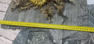 Llamativo eguzkilore natural sobre madera vieja