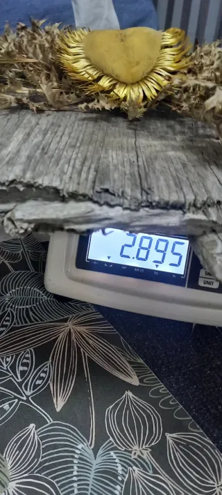 Llamativo eguzkilore natural sobre madera vieja